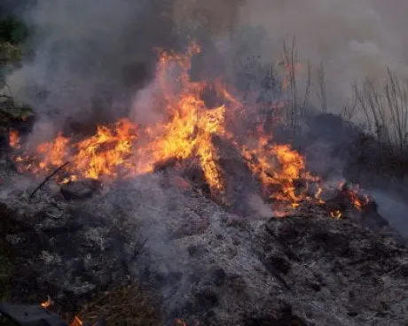 alytausgidas ash fire1