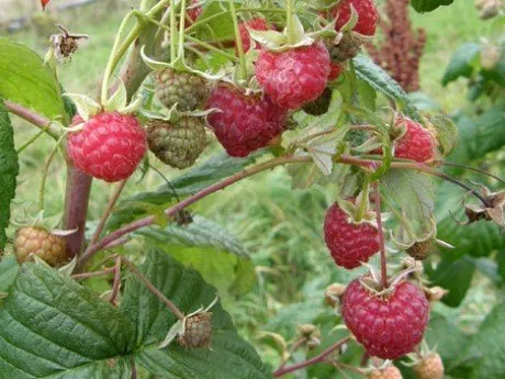 alytausgidas avietes1
