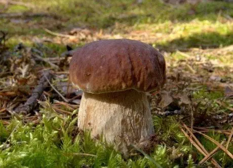 alytausgidas barav1