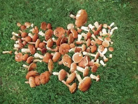 alytausgidas baravykai1