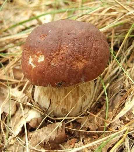 alytausgidas baravykas5