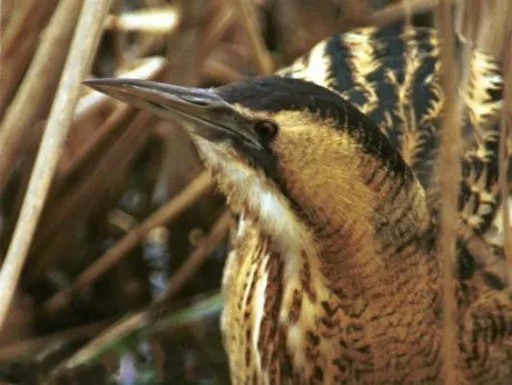 alytausgidas baublys zuv1
