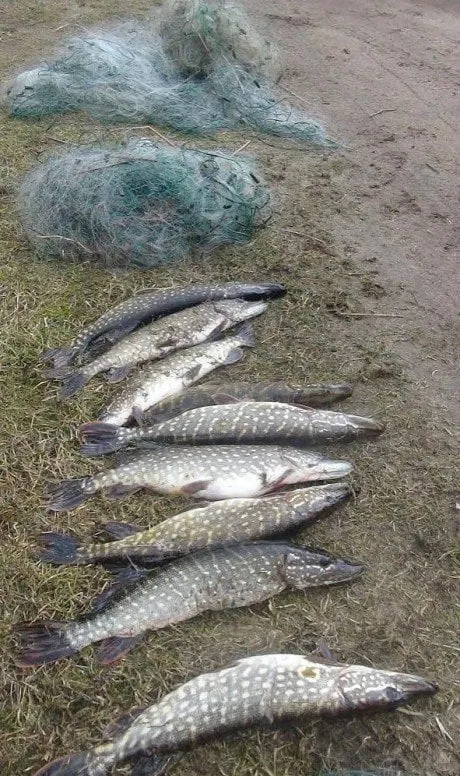 alytausgidas braksvet1