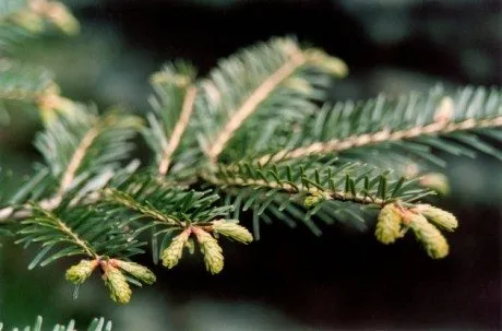 alytausgidas egle11