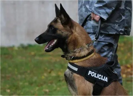 alytausgidas enzo