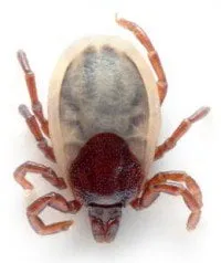 alytausgidas erkes1