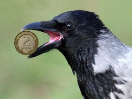 alytausgidas gedimino savickio varnas1