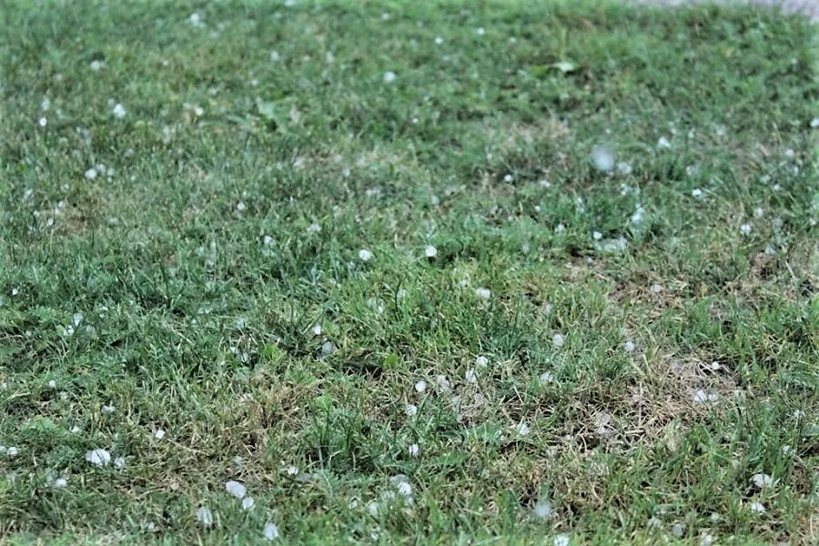 alytausgidas krusa pakruojo raj 65504966