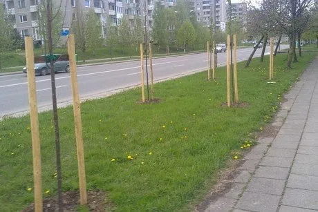 alytausgidas medjaun1