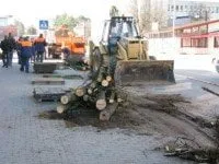 alytausgidas medziai21
