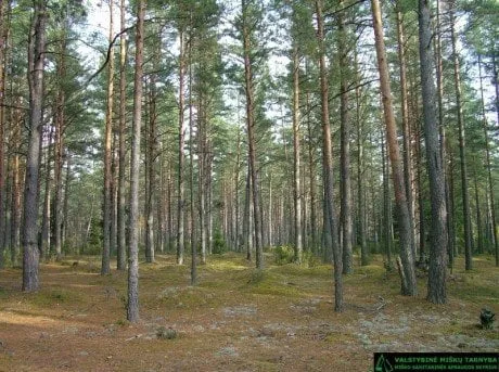alytausgidas miskas9