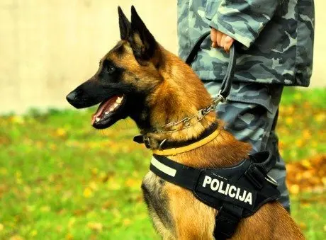 alytausgidas polienz