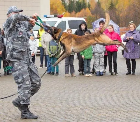 alytausgidas polisun1