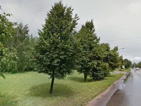 alytausgidas putin3e