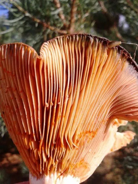 alytausgidas rudme1