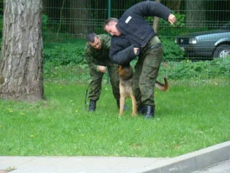 alytausgidas s banza r cerniauskas toris1