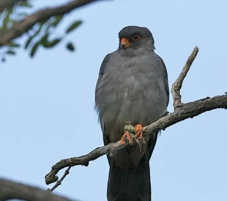alytausgidas sakrauko1