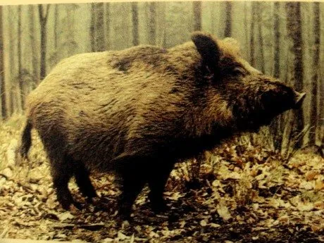 alytausgidas sernasss1