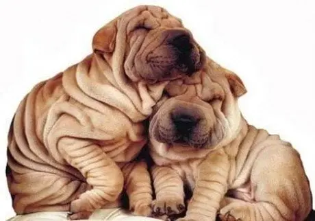 alytausgidas sharpei1