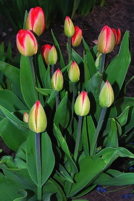 alytausgidas tulpes1
