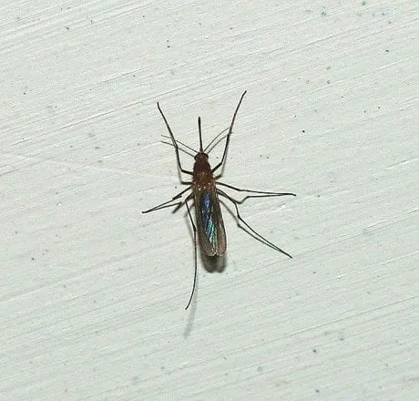 alytausgidas uodas1