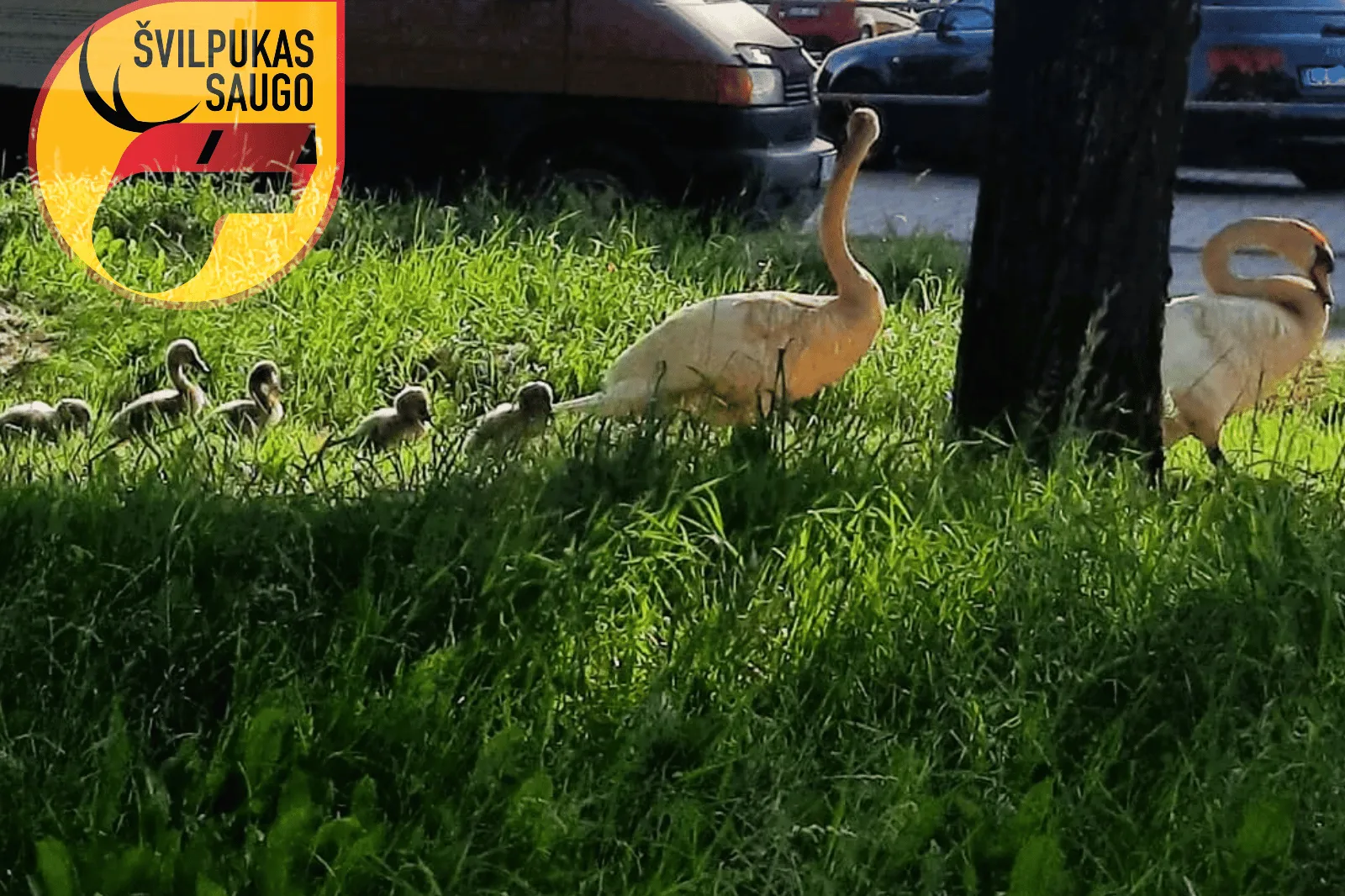 befunky sample rink dez mixs