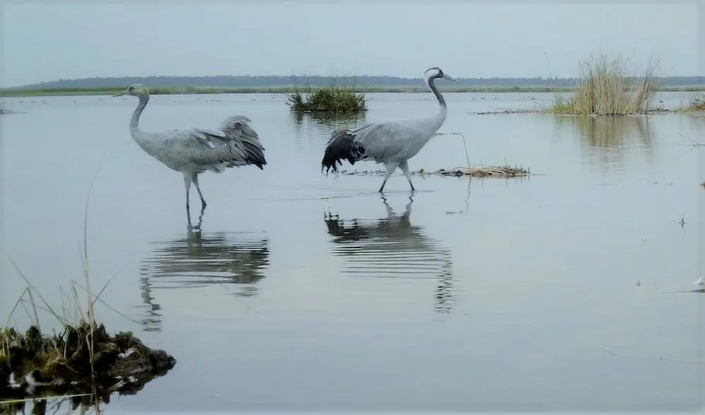 gerv41884408 2024639974266318 149263784416903168 n