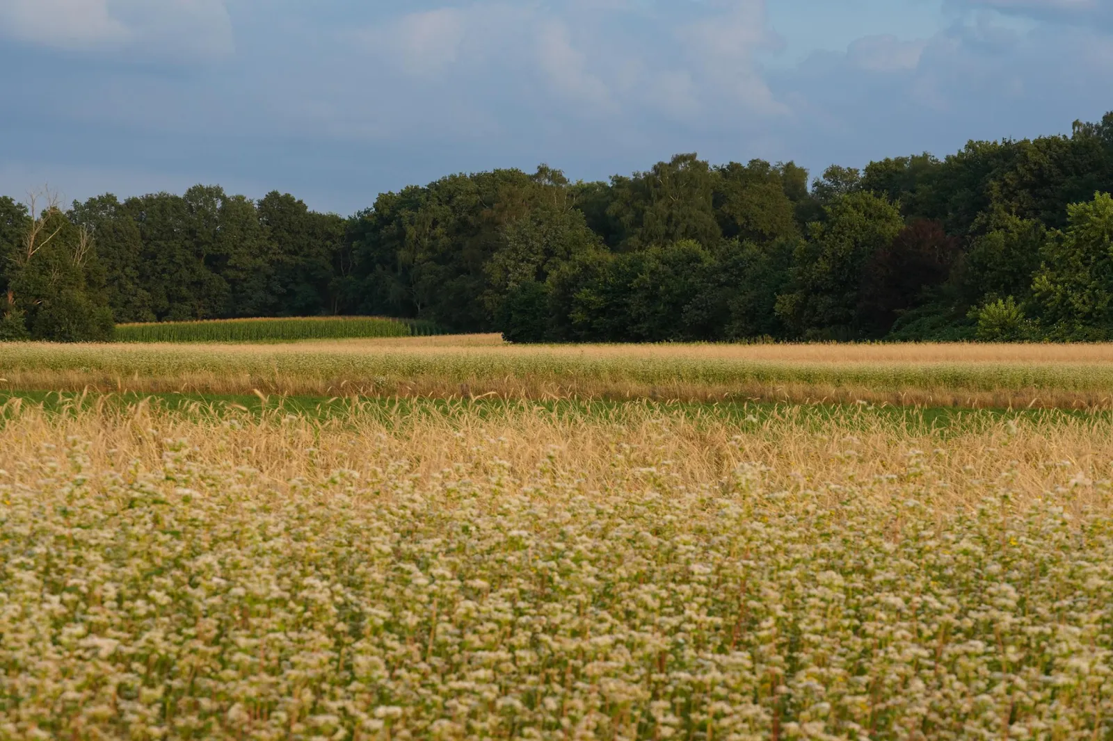 greitas sprendimas sklypo pirkimui kaip padeda trumpalaike paskola
