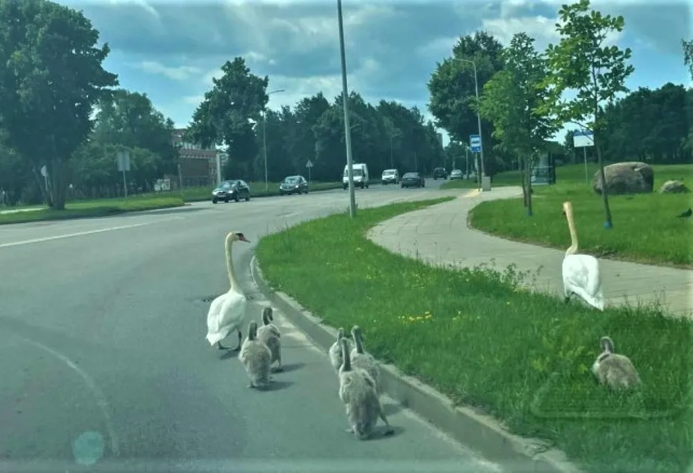 gulb2526 39b815d2a115d03ba84f16d231c33383es