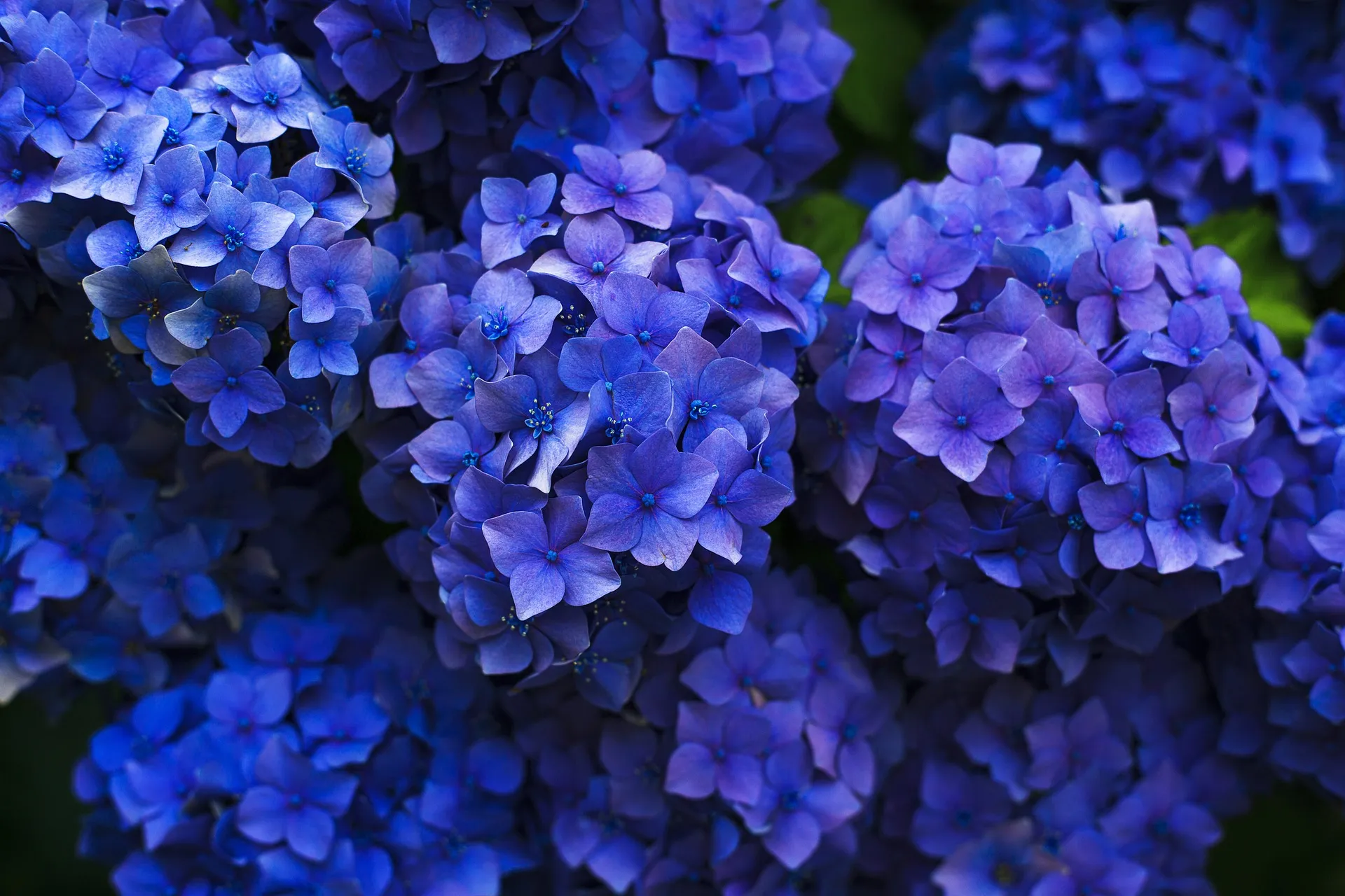 hydrangeas g9bc73d614 1920