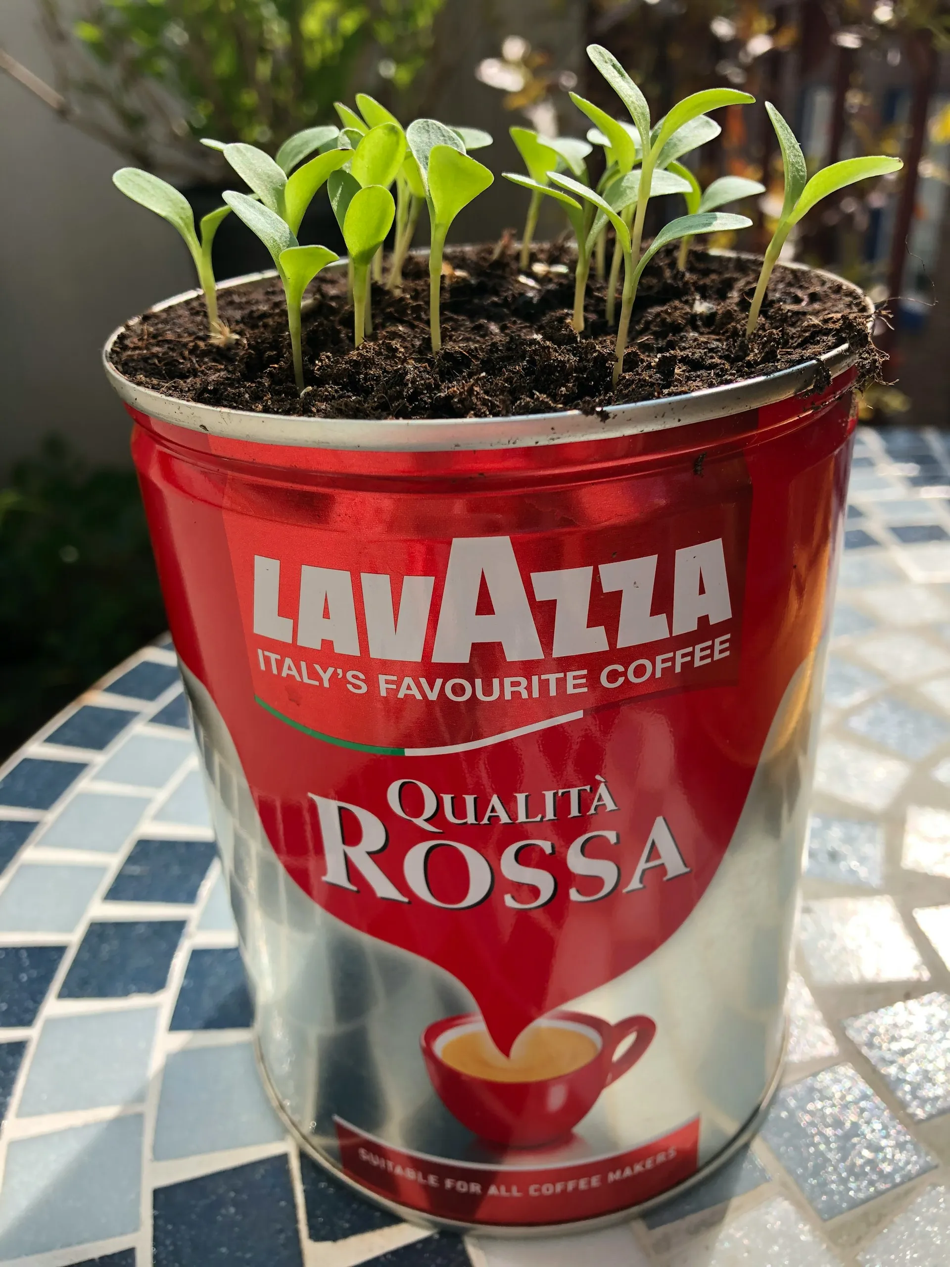 kainu reidas lavazza kava 2024 07 19 jpg