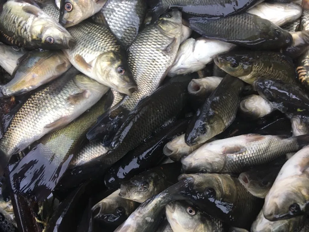 karp36471519 1136160896523063 7900836346674020352 n