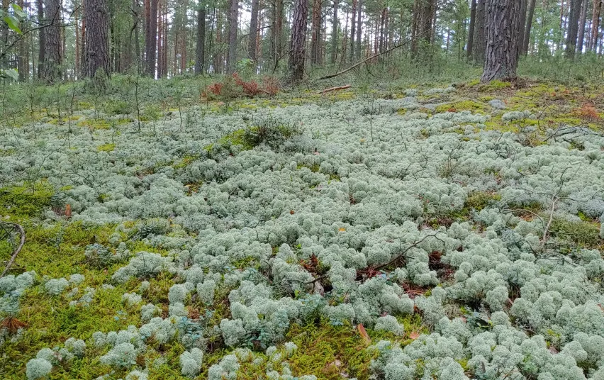 kerpsil1501 e40e55b4c55d4b9a66b24e4daf5477ab