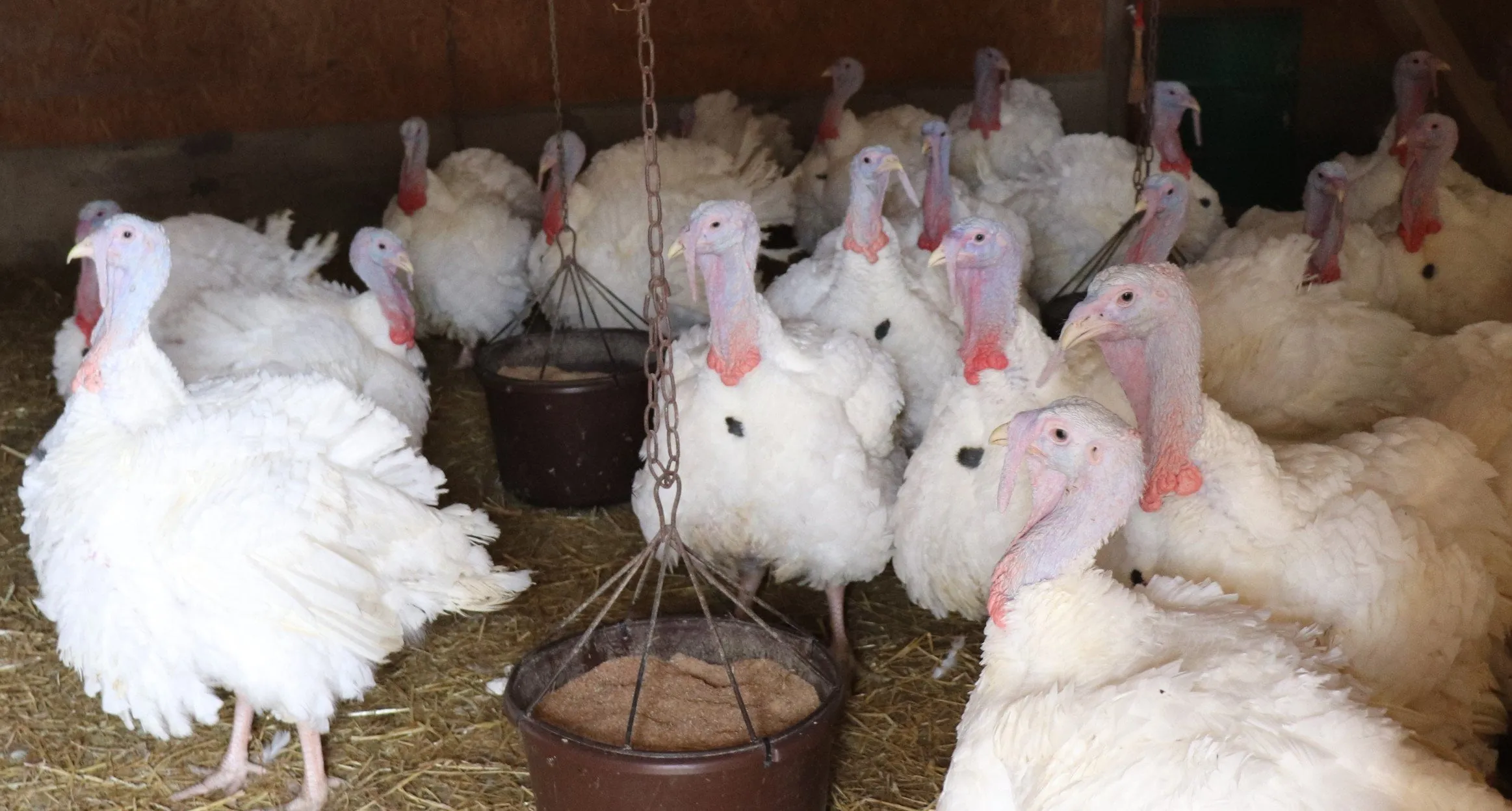 laukiniu paukciu platinamas paukciu gripas gssssali sunaikinti visa naminiu pauksciu uki