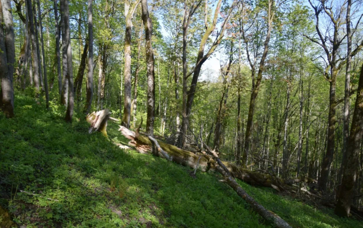 lobas1653 3689b0c31753a7346a2ac68ffe2d7143d