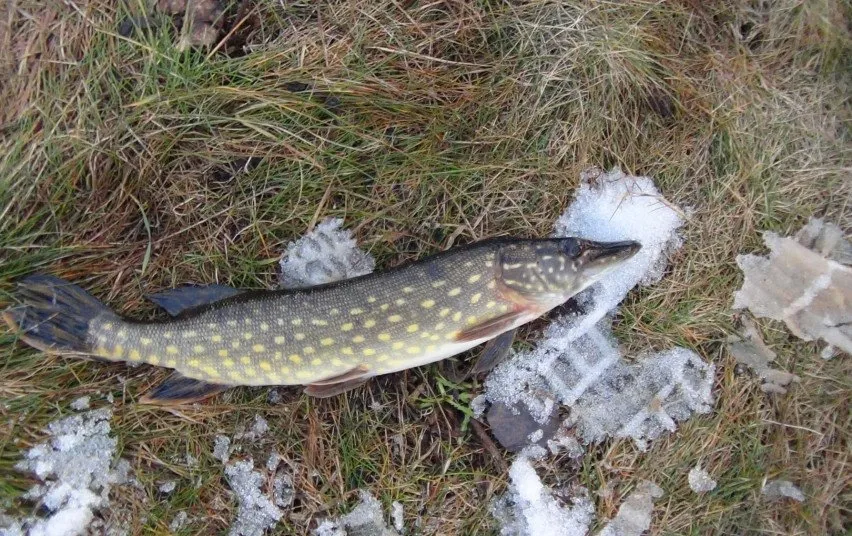 lyd1426 b2f3f78ae015ed798b092f16d672dcb4