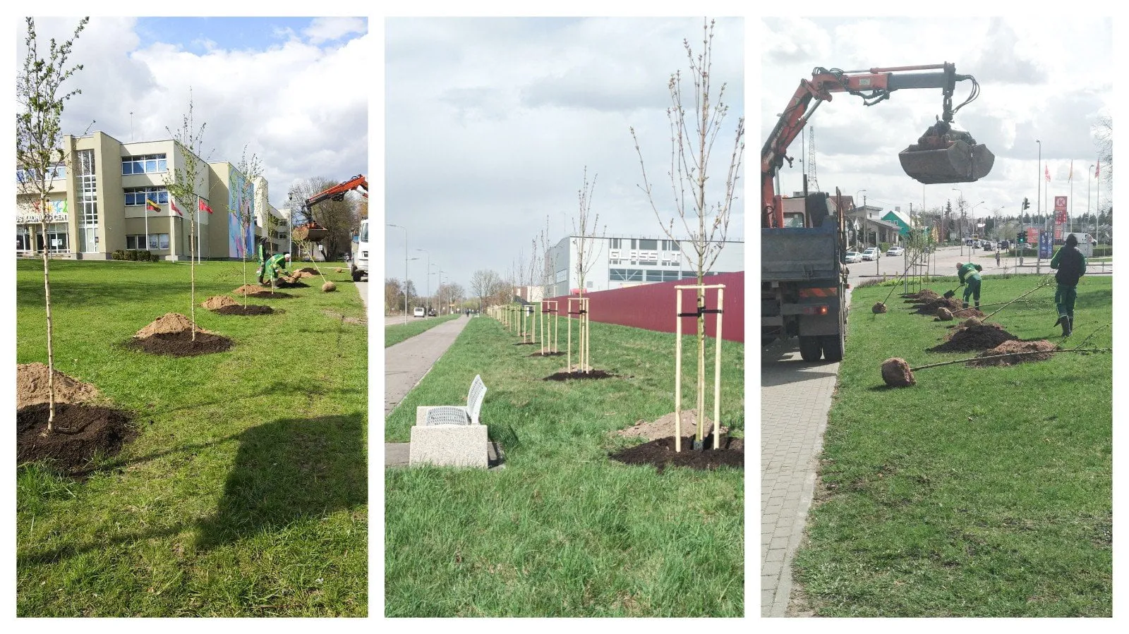 medziu sodinimas ams nuotr