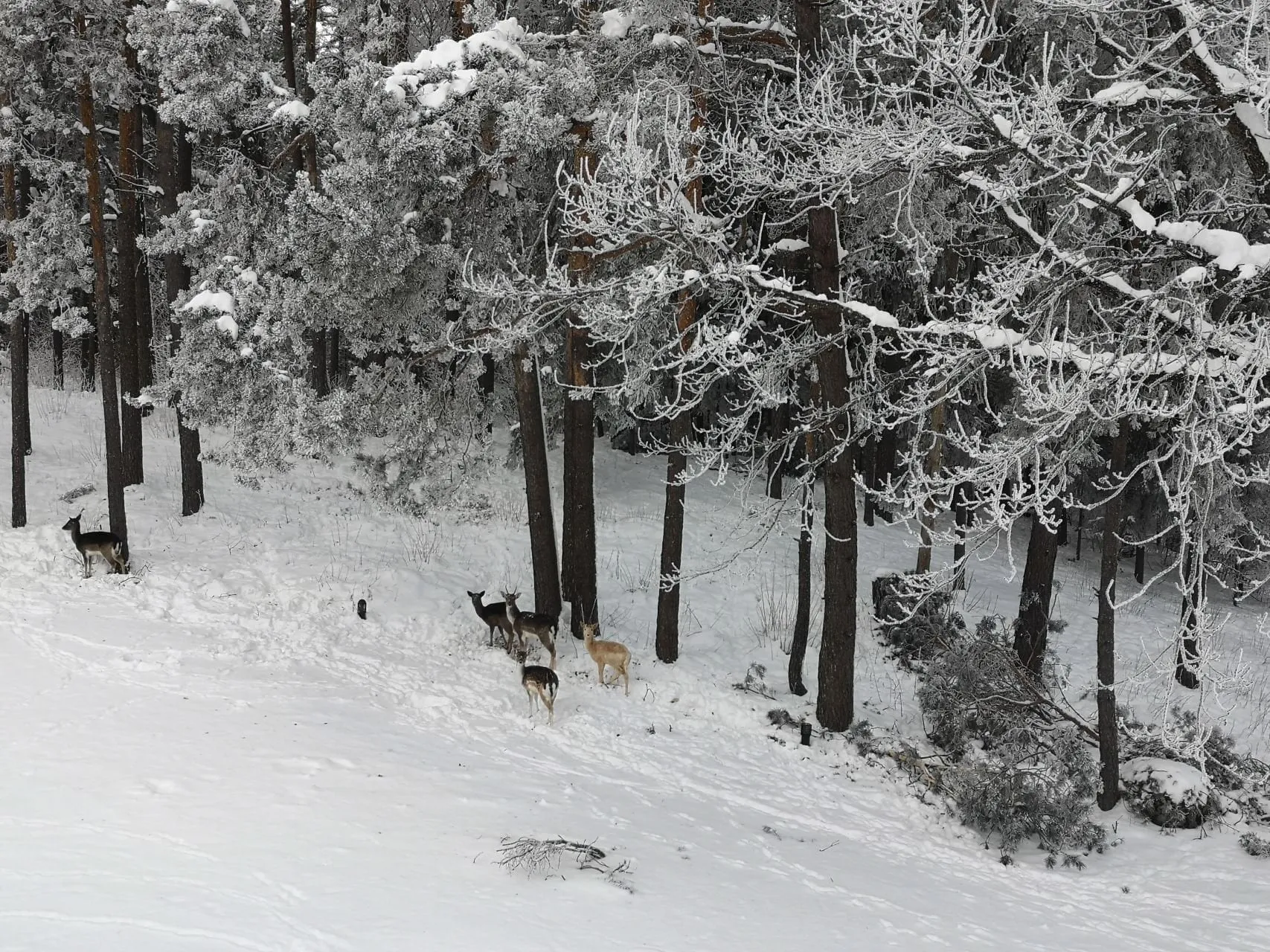 miskimg 20210207 114347