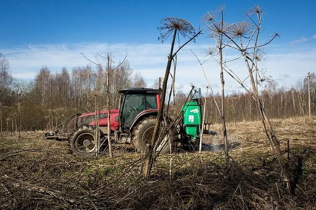naikinami sosnovskio barsciai
