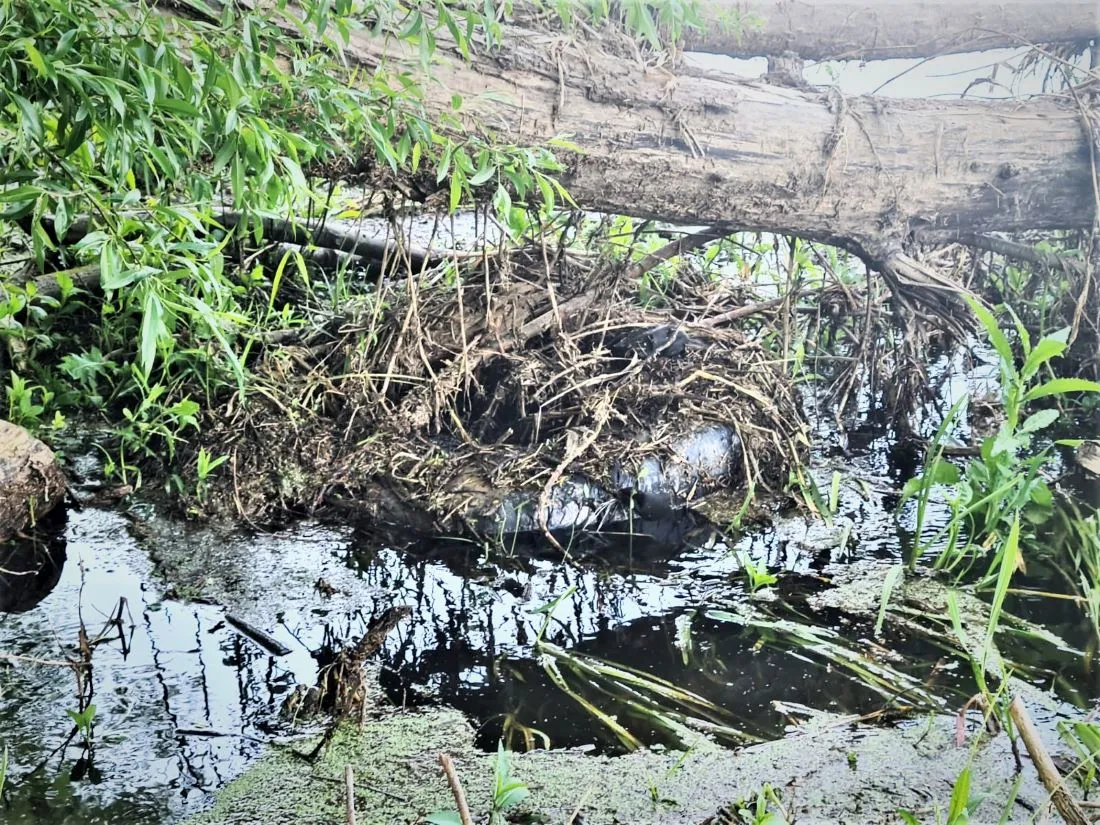 nem2023 05 22 cig drusk 7