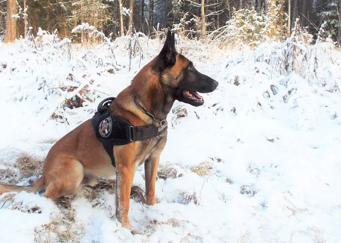 passuo20230302 cig kabel kopija