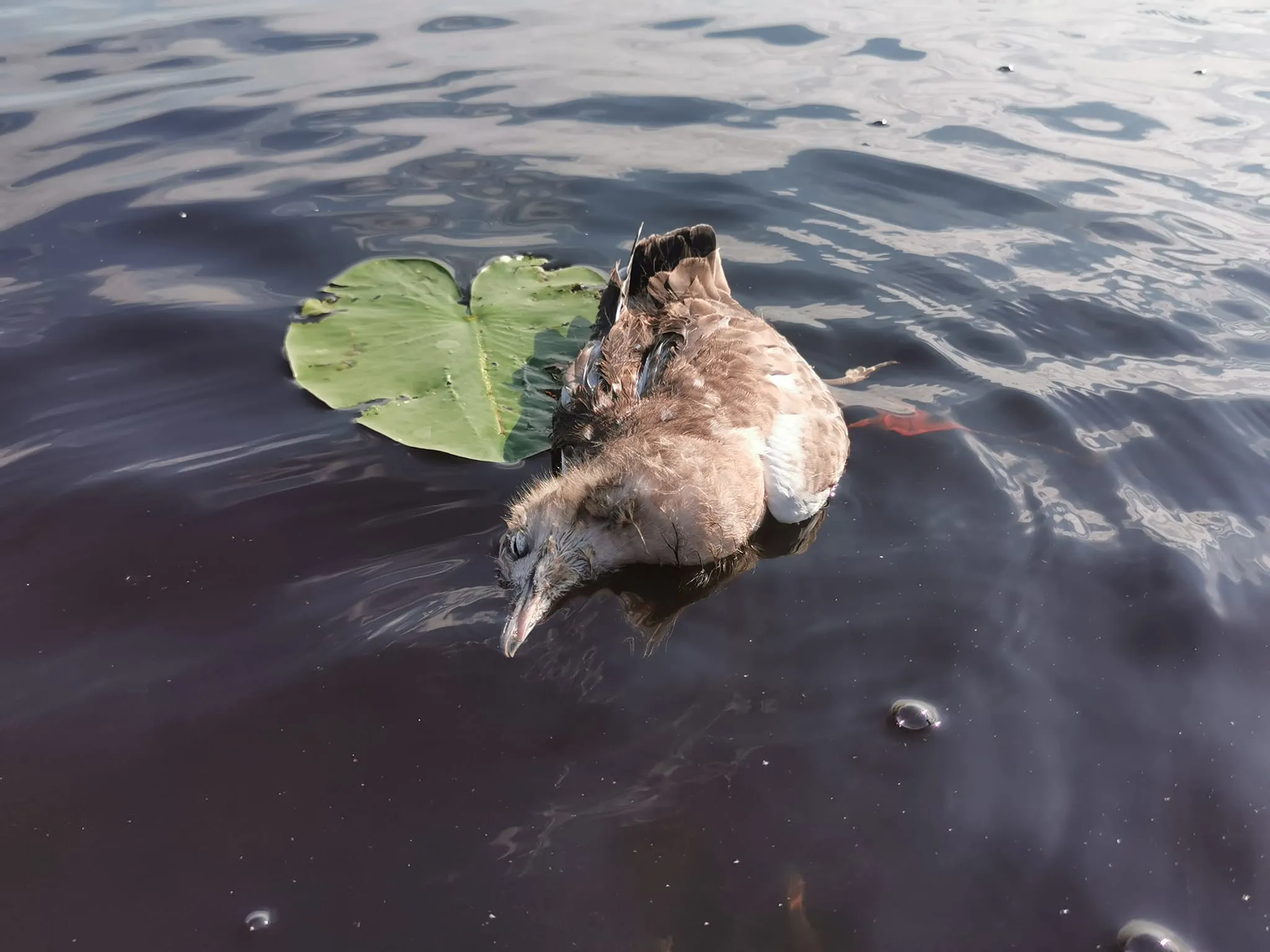 paugri355299356 641137998042246 5637442054125729506 n