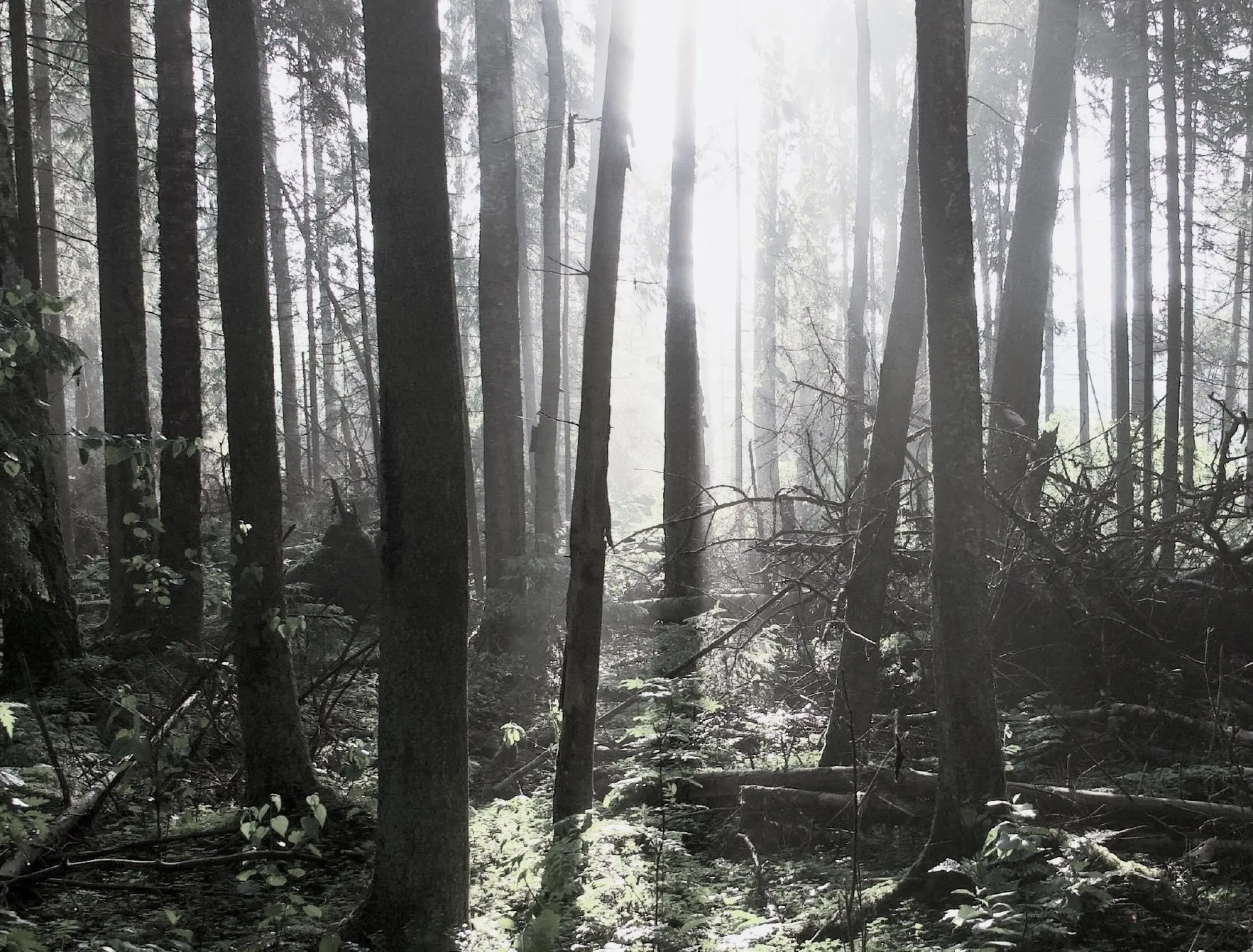 seng323403177 1363124727562205 2229778838694515066 n