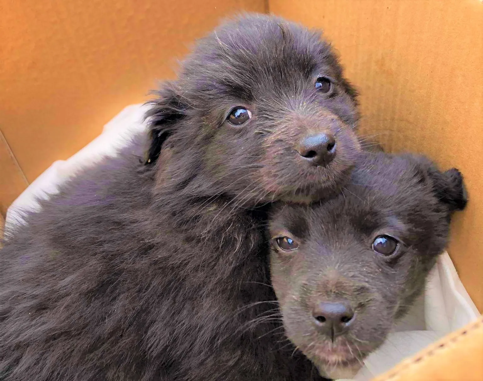 suniukai278192415 934676307199192 5888282839651084806 n