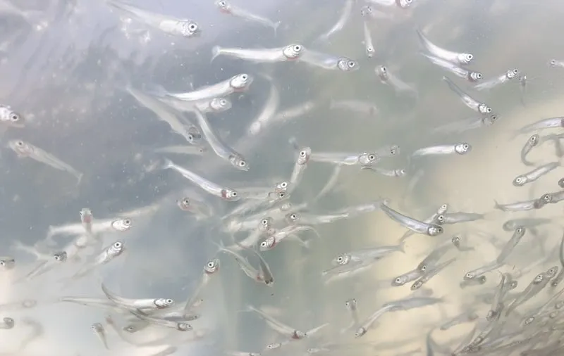 sykai188034161 4314504231916515 4706857035198900408 n