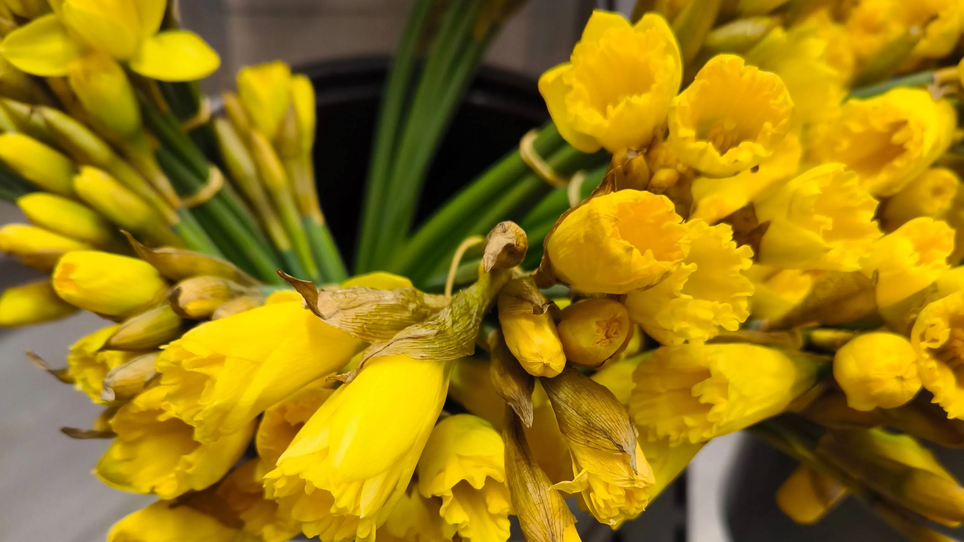 tulpe