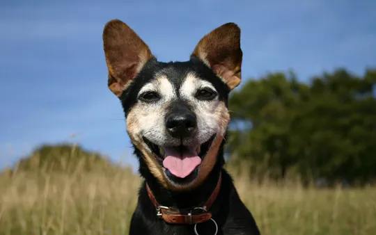 4248 fullimage hond