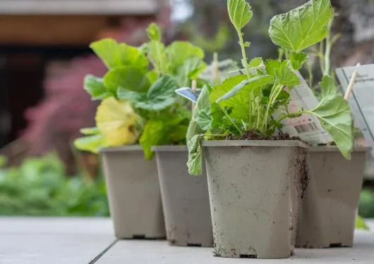 afbeelding plantjes