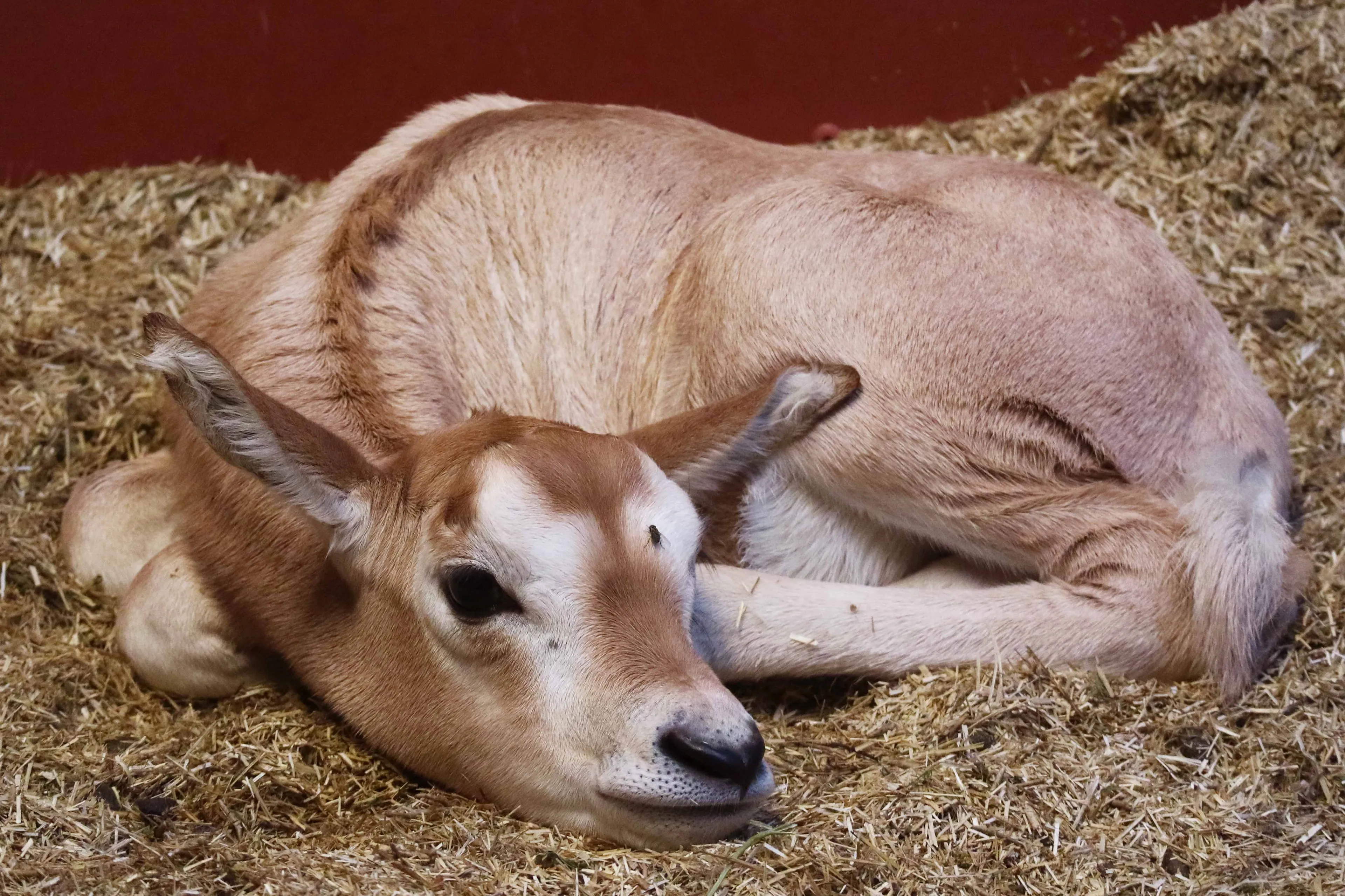 algazelle jong 2