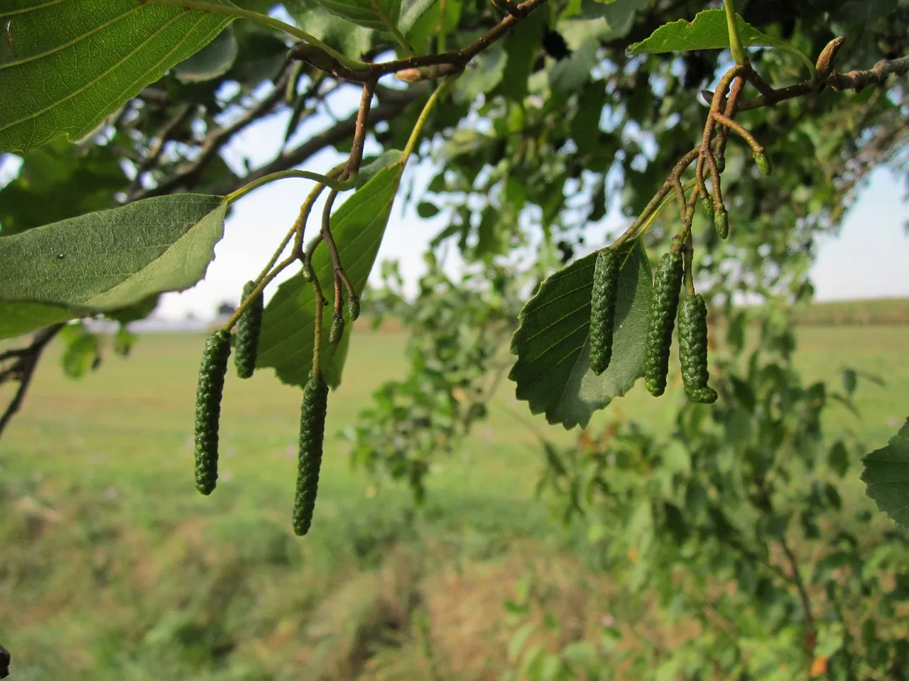 alnus glutinosa 844515 1280